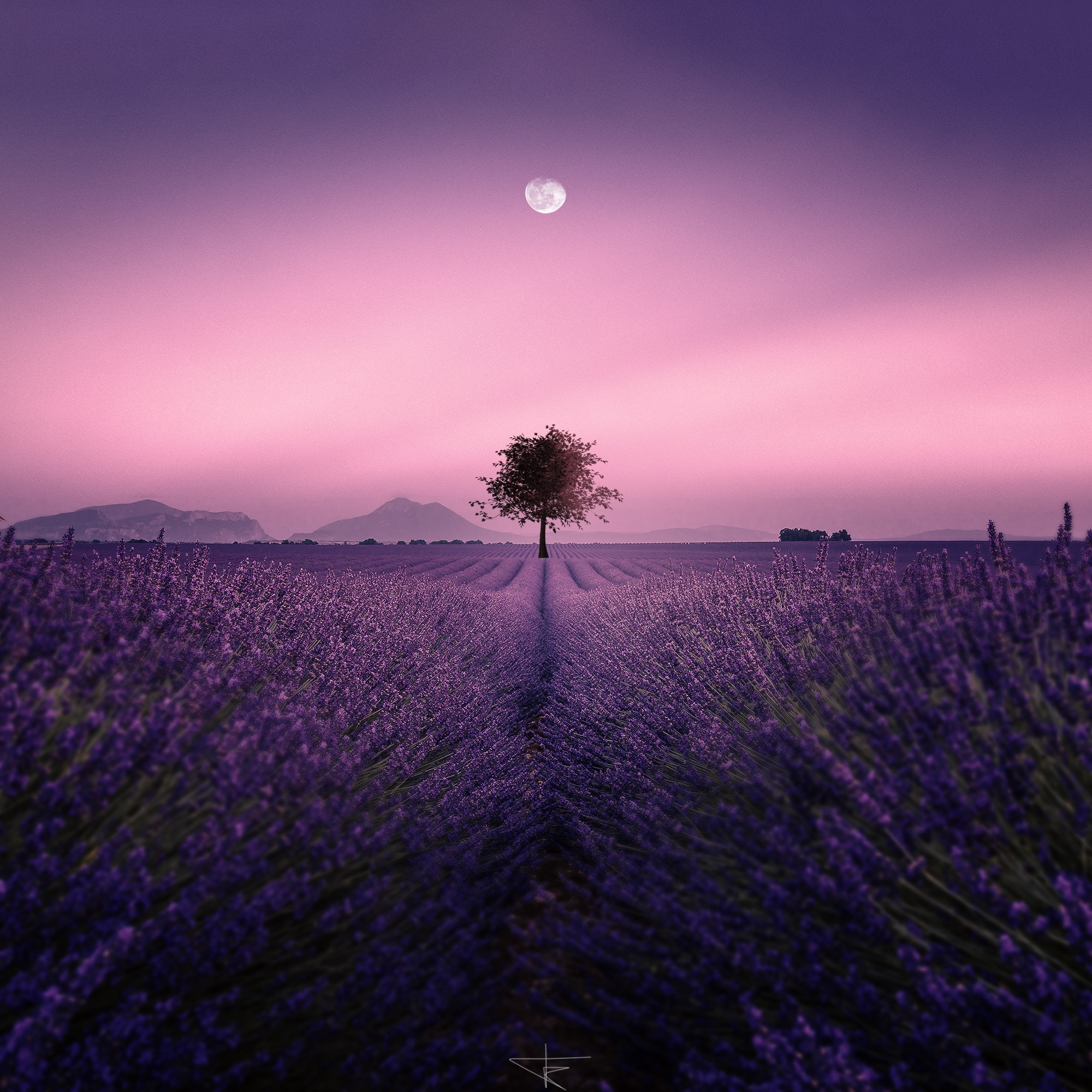 lavender field in a dreamy sunset scene with moon